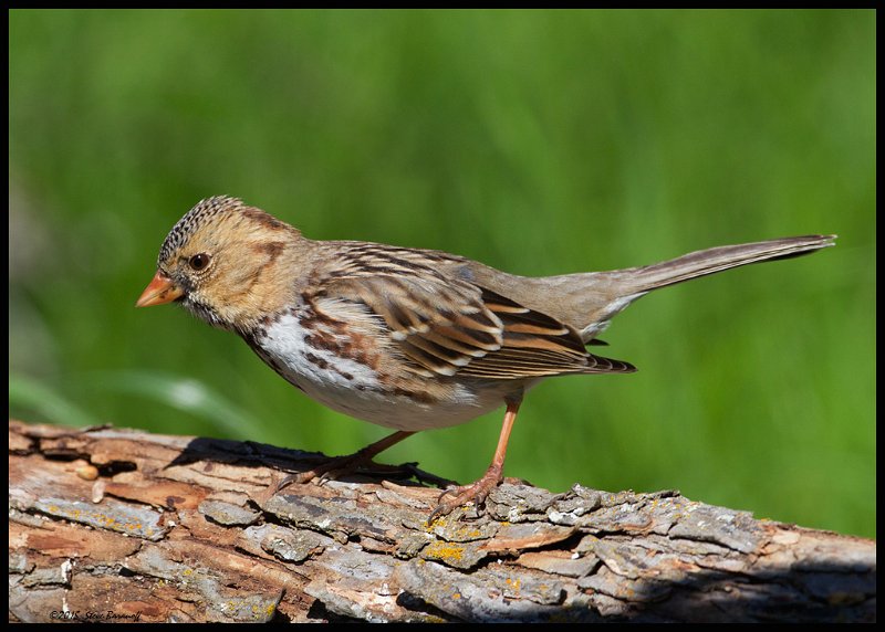 _5SB0012 juvenile harris sparrow.jpg